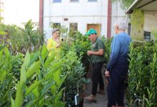 Photo of Prefeitura de Chapecó promove feira de mudas ornamentais e frutíferas