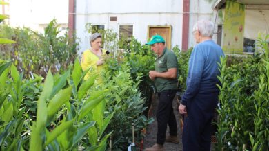 Photo of Prefeitura de Chapecó promove feira de mudas ornamentais e frutíferas