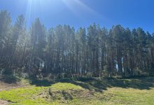Photo of SC mapeia mais de 950 mil hectares de florestas plantadas em inventário inédito