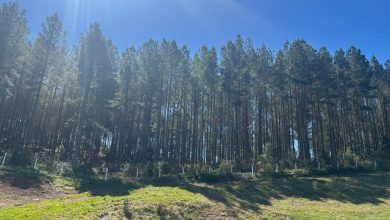 Photo of SC mapeia mais de 950 mil hectares de florestas plantadas em inventário inédito
