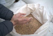 Photo of Com mais de 2,3 mil kits entregues, Solo Saudável impulsiona produtividade e preserva a terra