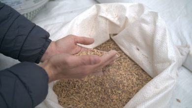 Photo of Com mais de 2,3 mil kits entregues, Solo Saudável impulsiona produtividade e preserva a terra
