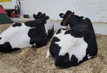 Photo of Efapi do Brasil: Julgamento de vacas leiteiras destaca qualidade genética e potencial produtivo