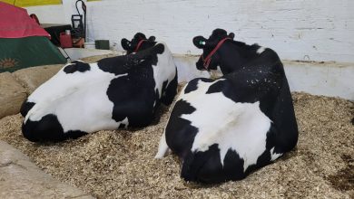 Photo of Efapi do Brasil: Julgamento de vacas leiteiras destaca qualidade genética e potencial produtivo
