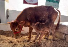 Photo of Bezerro da raça Limousin nasce no primeiro dia da Efapi do Brasil 2025