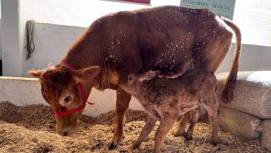 Photo of Bezerro da raça Limousin nasce no primeiro dia da Efapi do Brasil 2025