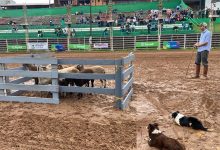Photo of Efapi do Brasil encanta público com demonstração de cães Border Collie no pastoreio de ovelhas