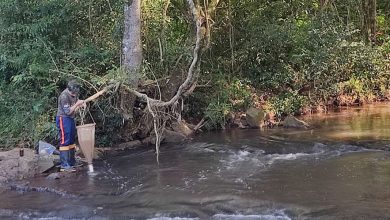 Photo of Pesquisa sobre Lajeado São José é selecionada para enciclopédia de boas práticas da COP-30