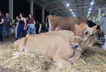 Photo of Do leite à genética premiada: vacas leiteiras começam a chegar na Efapi do Brasil