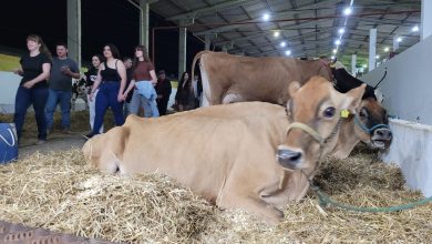 Photo of Do leite à genética premiada: vacas leiteiras começam a chegar na Efapi do Brasil