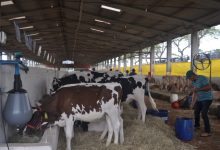 Photo of Agronegócio mostra sua força e reúne mais de 1000 animais na Efapi do Brasil