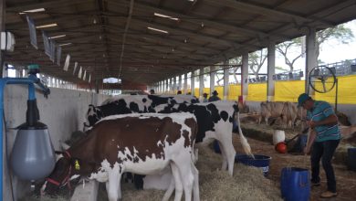Photo of Agronegócio mostra sua força e reúne mais de 1000 animais na Efapi do Brasil